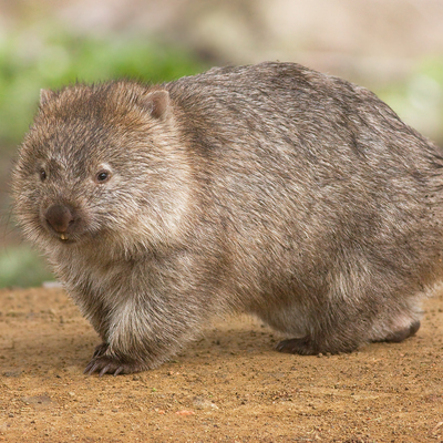 Wombatkidd