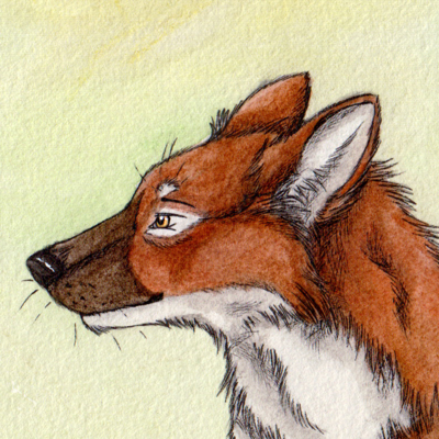 noxypaws@packmates.org