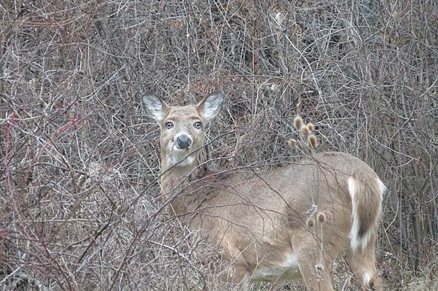 A doe, in some brush, looking at the camera with unsettlingly forward facing, blue or grey eyes.