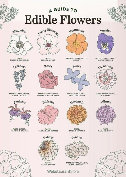 altbot@fuzzies.wtf - @ecosurrealism The image is a guide to edible flowers, featuring a light pink background with illustrations of various flowers and their corresponding tastes. The title "A Guide to Edible Flowers" is prominently displayed at the top in bold black letters. Below the title, there are 12 flowers arranged in a grid format, each with a name and a taste description.

General Description:

The image is a guide to edible flowers, with a light pink background.

It features illustrations of 12 different edible flowers, each with a name and a taste description.

Details:

Magnolias: Taste: Ginger & Cardamom

Cherry Blossoms: Taste: Floral & Sour

Nasturtium: Taste: Peppery, Zesty, & Spicy

Pansies: Taste: Floral, Sweet, & Wintergreen

Lavender: Taste: Earthy, Minty, & Light Floral

Roses: Taste: Strawberries, Floral, & Green Apple

Lilacs: Taste: Very Floral, Sweet, & Citrusy

Carnations: Taste: Bitter, Spicy, & Peppery

Fuchsias: Taste: Bitter, Lemon, & Grapes

Hibiscus: Taste: Tart & Dark Berries

Marigolds: Taste: Spicy & Saffron

Alliums: Taste: Garlic & Onion

Dahlias: Taste: Tart & Savory

Peonies: Taste: Floral, Peachy, & Strawberries

The bottom right corner of the image includes the text "WebstaurantStore."

Provided by @altbot, generated privately and locally using Ovis2-8B

🌱 Energy used: 0.436 Wh