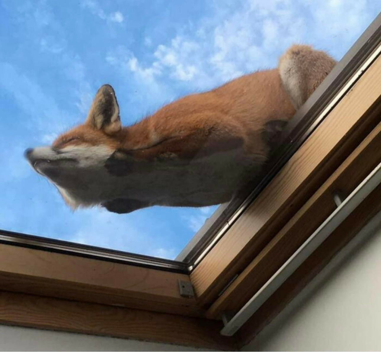 a fox who's fallen asleep half lying on a Skylight photographed from below 