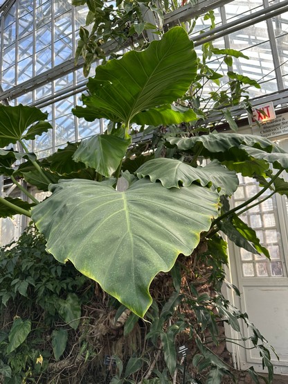 leaf that's like 3 feet wide