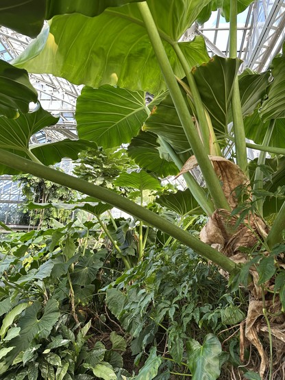 leaves that look like some shit a dinosaur would be grazing on