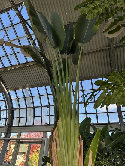 big ass leaf frond things that are like 10 feet tall