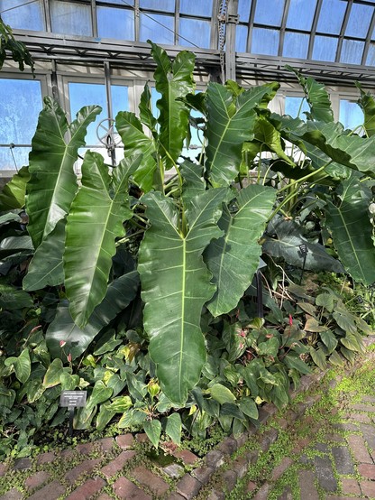 leaves that are like almost as long as I am tall