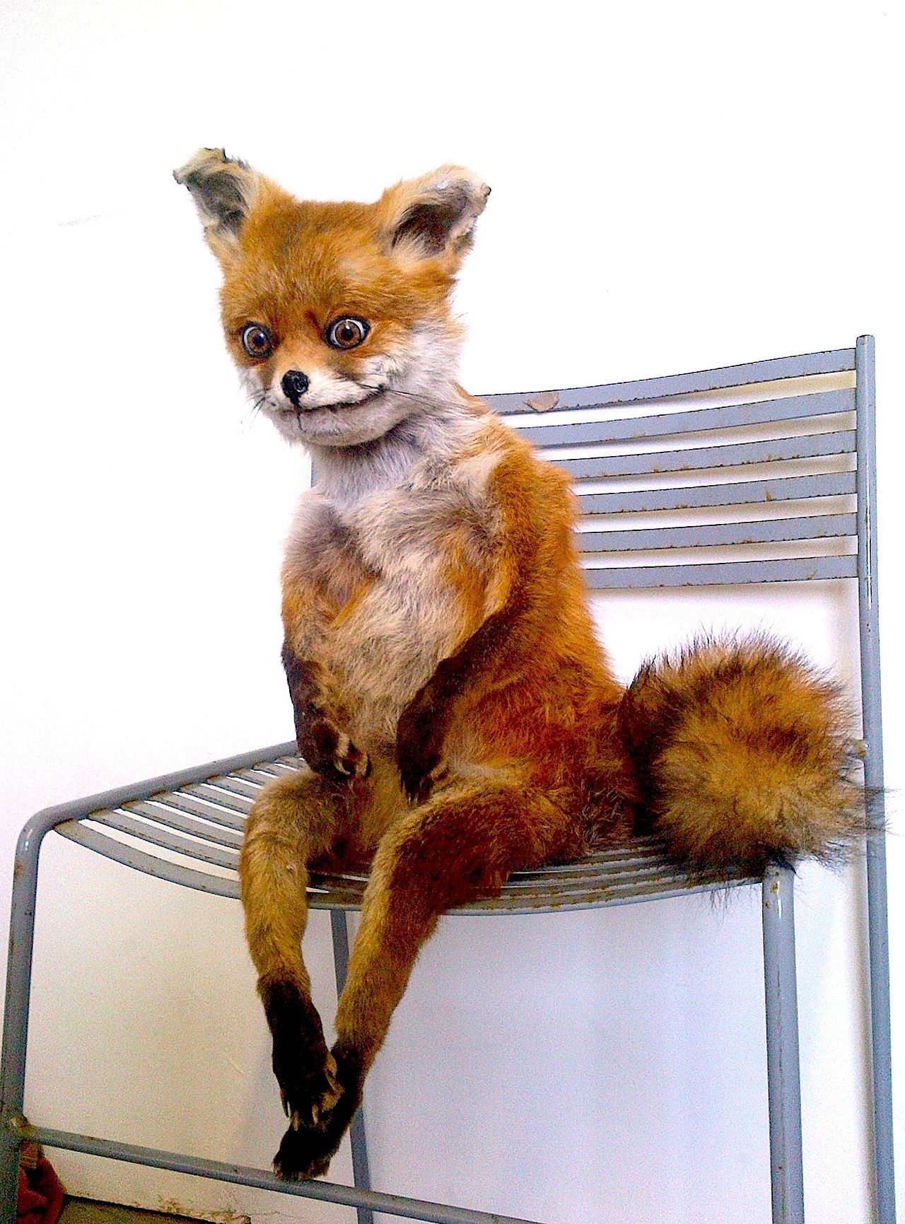 taxideremied anthropomorphic fox sitting on a chair, image quality is much better than usual with this meme