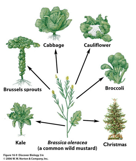 Brassica oleracea (a common wild mustard) Figure 16-9 Discover Biology 3/e 
Cauliflower
Cabbage
Brussels sprouts
Kale 
Broccoli
Christmas