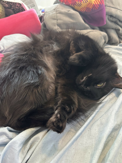 my cat contorted on my bed with one crazy eye open