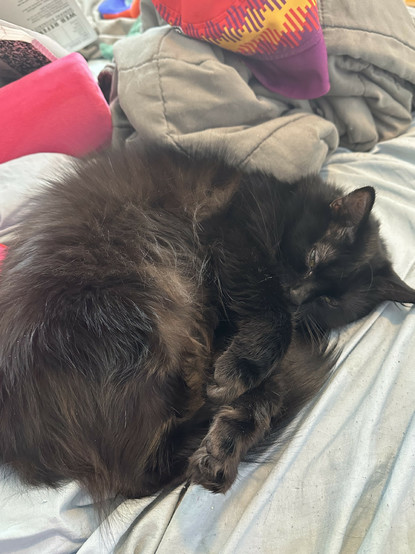 my cat curled up looking like a lil ragamuffin