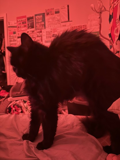 my cat doing the cat thing where they arch their back up real high and look like a Halloween decoration