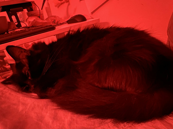 my cat curled up next to me on my bed like a perfect lil angel