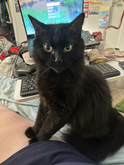 my cat with her front paws pressed into my leg looking straight at me