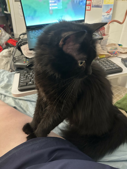 my cat is very politely standing directly on my leg