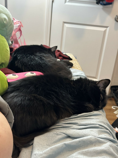 my cat and my roommates cat curled up peacefully napping on my bed