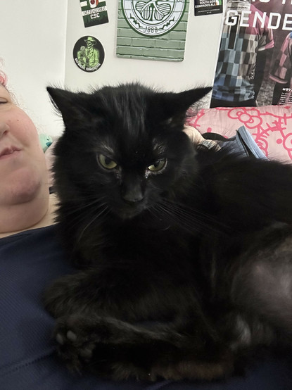 my cat is half awake sitting on my chest