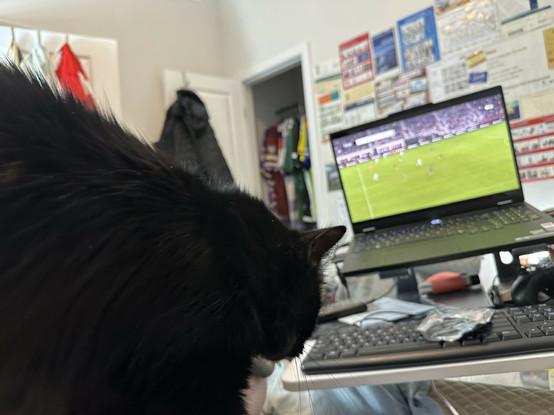 my cat has come to watch the chicago fire match 