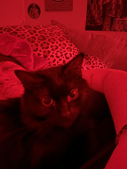 my cat looking wide eyed at the camera while laying on my chest