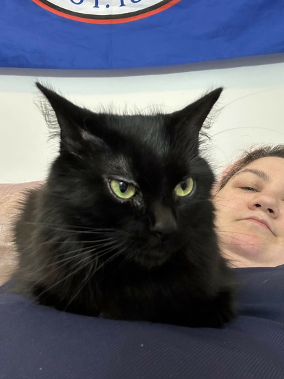 my cat sitting on my chest looking unimpressed with the state of things 