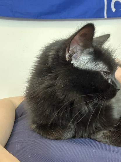 my cat sitting on my chest