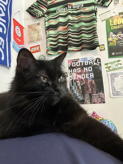 my cat sitting on my chest looking kinda sleepy with a leg outstretched