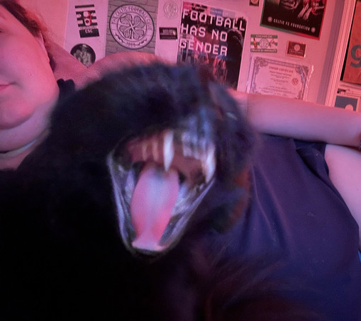 my cat doing a big blurry yawn