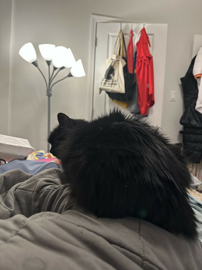 my cat perched on my leg, keeping watch for danger 