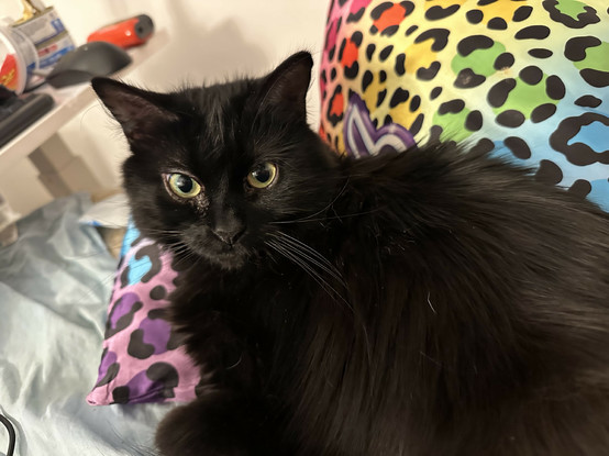 my cat being very cute sitting on my bed