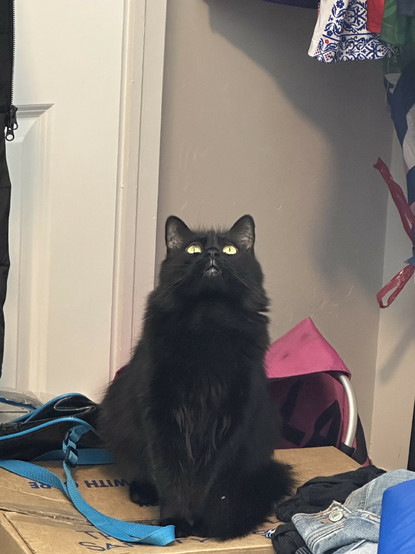 my cat staring straight up at the ceiling absolutely enraptured by something 