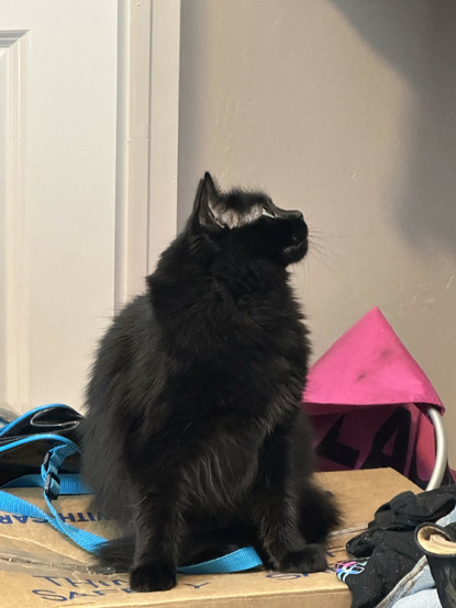 my cat stanced up sitting on a box looking very intently at who knows what in my closet
