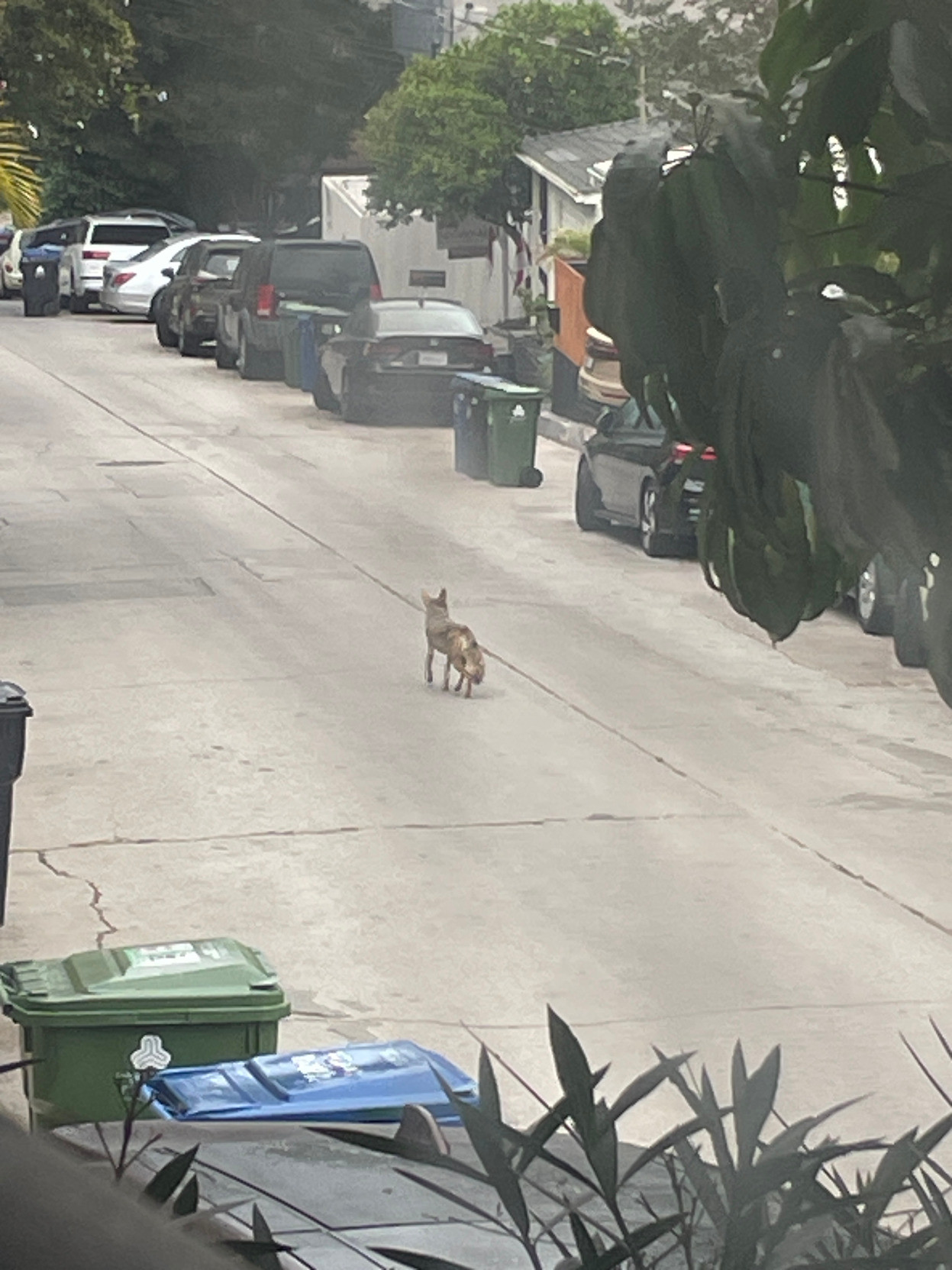 a medium-sized coyote can be seen trotting down a neighborhood street