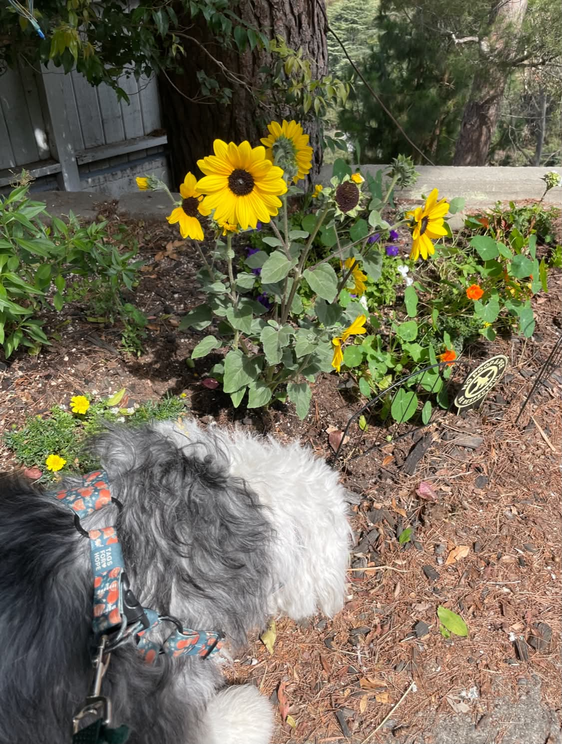 photo of a small flower bed and a small sheepdog puppy sniffing around it
