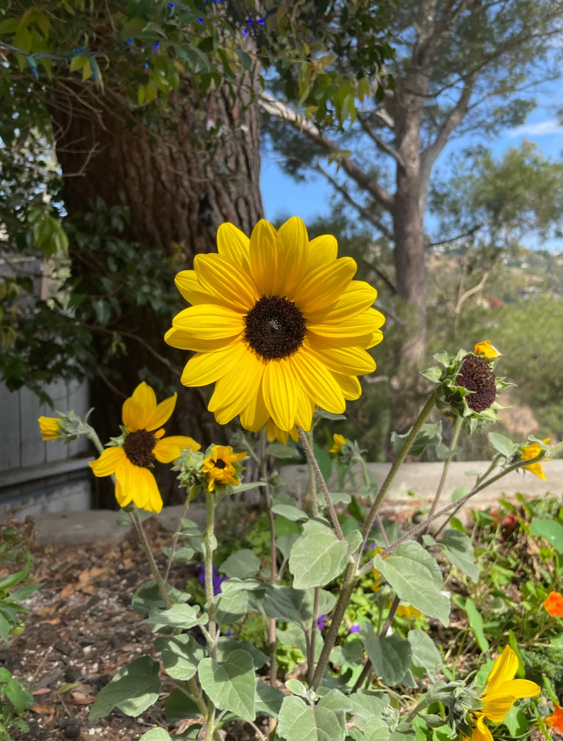 closer-up photo of the bright sunflowers in the garden