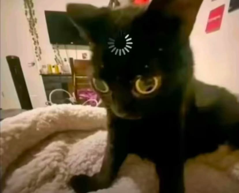 meme image of a black cat dissociating in its bed while a technical "loading wheel" appears to be frozen on its forehead
