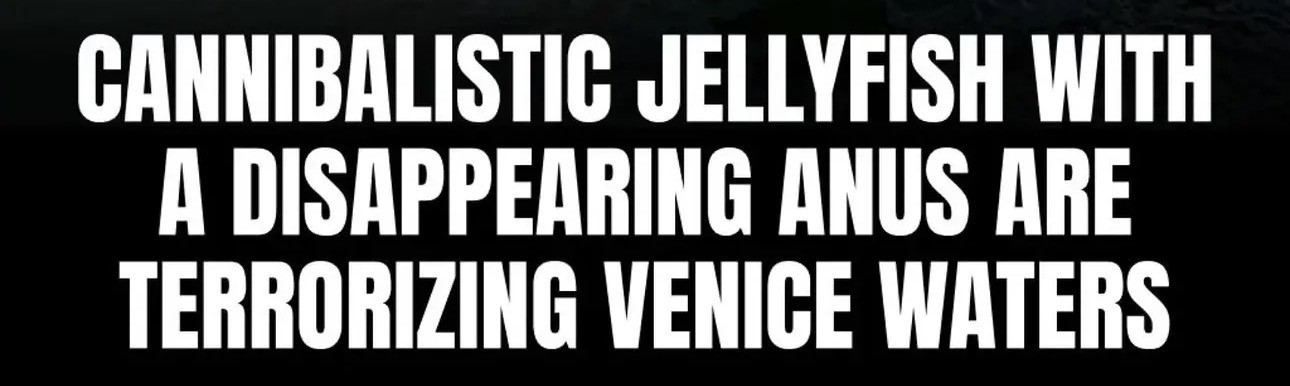 CANNIBALISTIC JELLYFISH WITH
A DISAPPEARING ANUS ARE
TERRORIZING VENICE WATERS