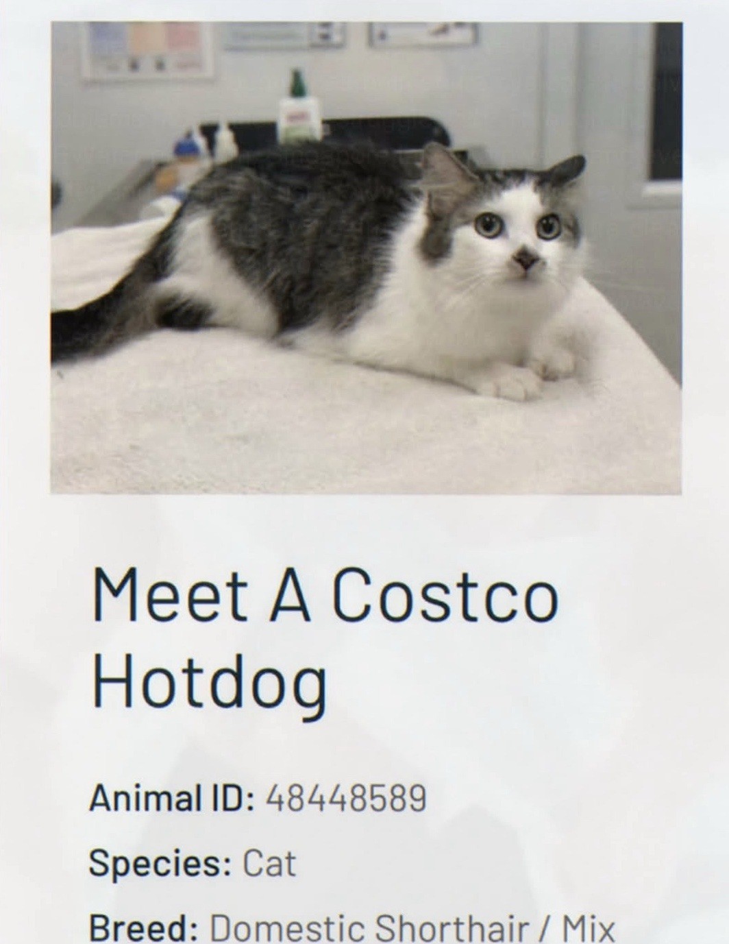 animal shelter adoption listing for a worried looking cat caption reads 

meet A Costco Hotdog