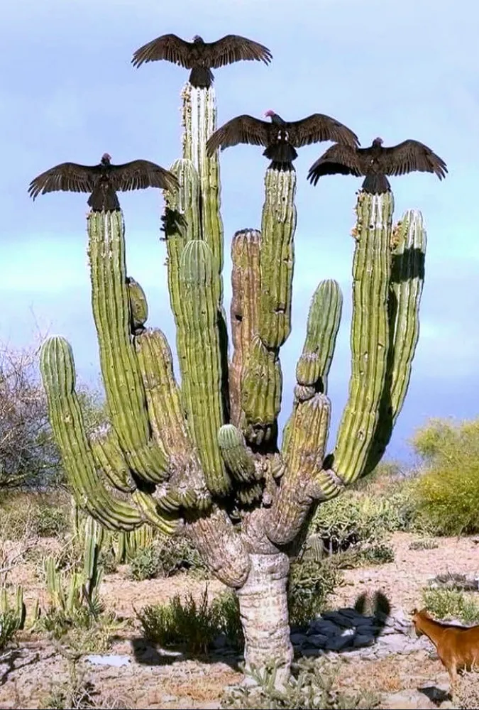 Black vulture (Coragyps atratus), a.k.a. the American black vulture, Mexican vulture, zopilote, urubu, or gallinazo

four vultures perched atop their own pillar of a huge cactus, wings spread wide