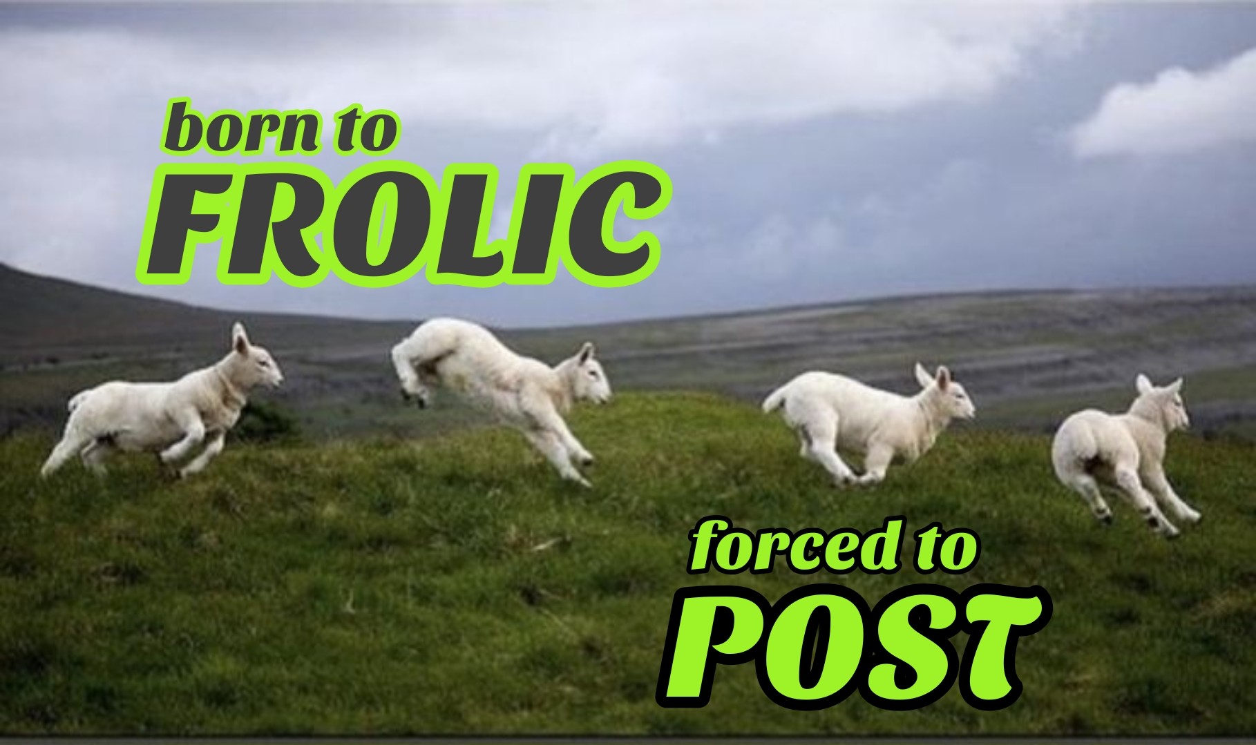 Lamb gamboling across a moor captioned 

born to frolic 
forced to post