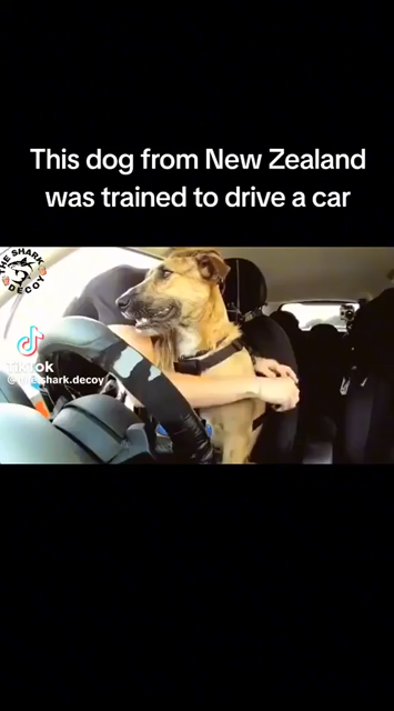 TikTok video of a dog actually driving a car. The vehicle has special controls to allow the dog to operate it successfully.
