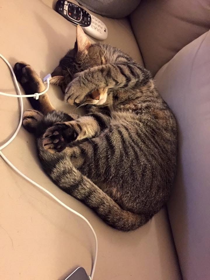 Tabby kitty asleep in crescent formation on a pale couch, with his left paw covering his eyes. 