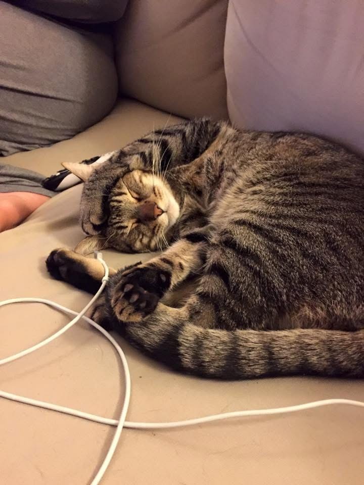 The same tabby, but now the paw is draped across his head so it looks like he’s covering one ear while sleeping on the other. 